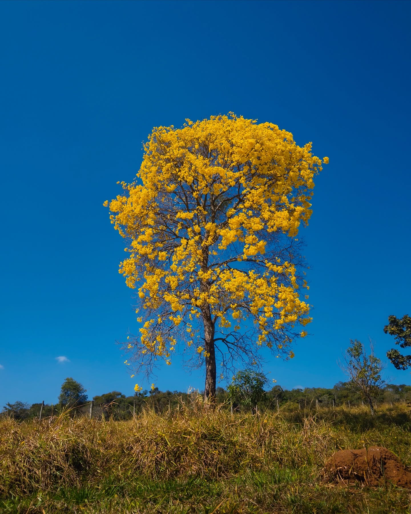 E eles florescem outra vez… Os ipês amarelos já estão pintando Bonfim com cor de promessa. Um espetáculo que o cerrado o