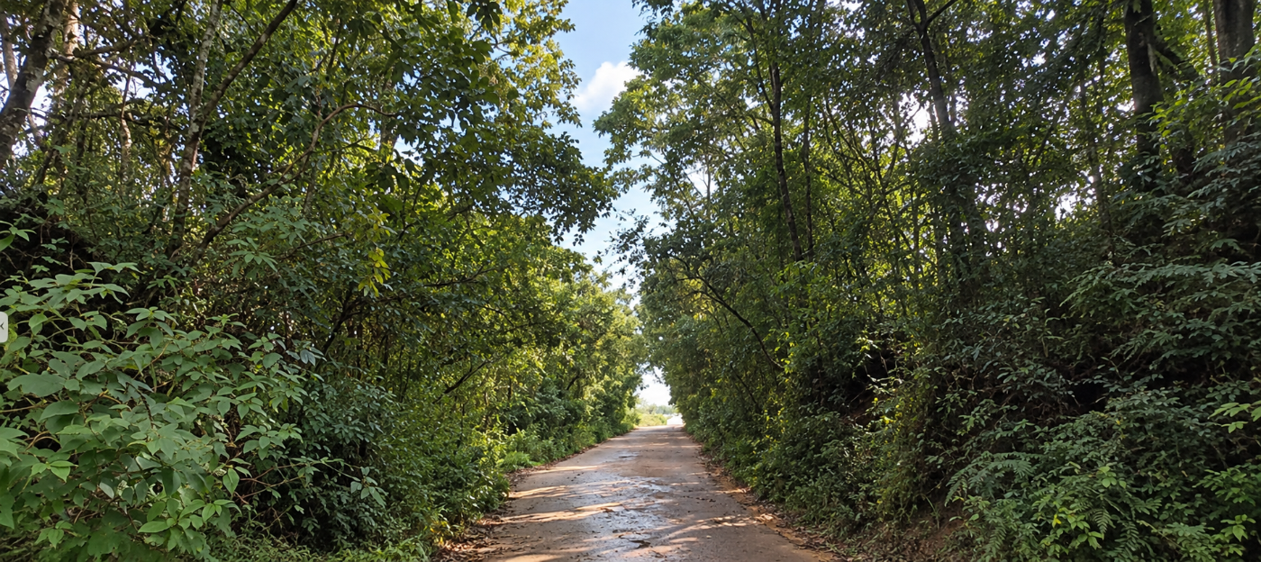 Estrada para o Guedes